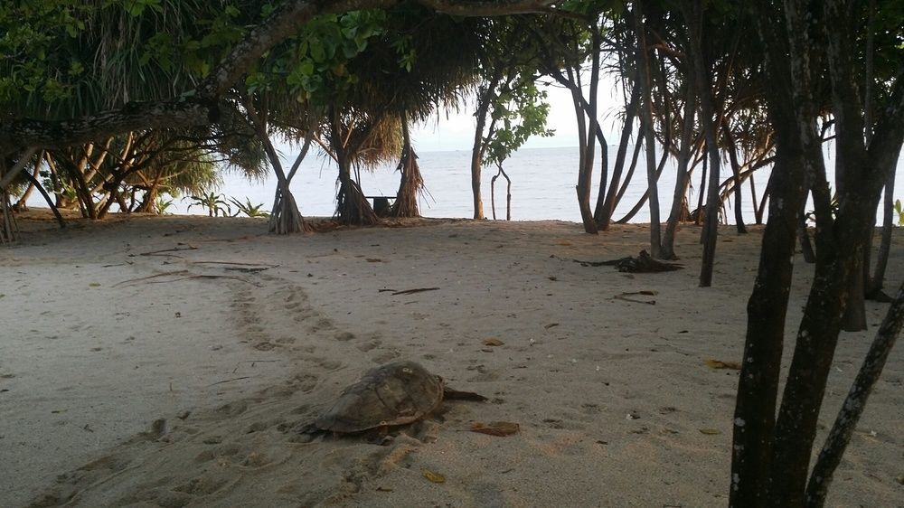 Trikora Beach Club&Resort Teluk Bakau Exteriör bild